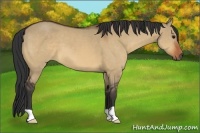 Horse Color:Bay Dun