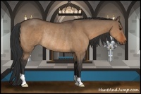 Horse Color:Bay Dun Rabicano 