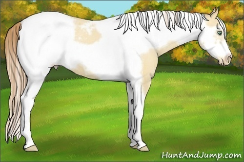 Horse Color:Amber Cream Champagne Dun Tobiano Frame Snowcap 