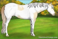 Horse Color:Amber Cream Champagne Dun Tobiano Frame Appaloosa 
