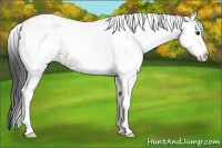 Horse Color:White Spotted Bay Tobiano Appaloosa 