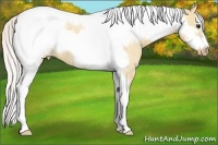 Horse Color:Silver Bay Roan Dun Tobiano Frame Appaloosa 