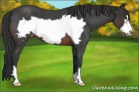 Horse Color:Brown Roan Frame Appaloosa