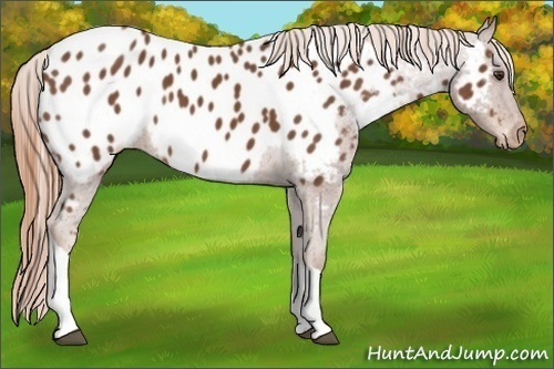 Horse Color:Chestnut Tobiano Appaloosa 