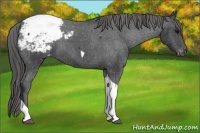Horse Color:Black Tobiano Varnish