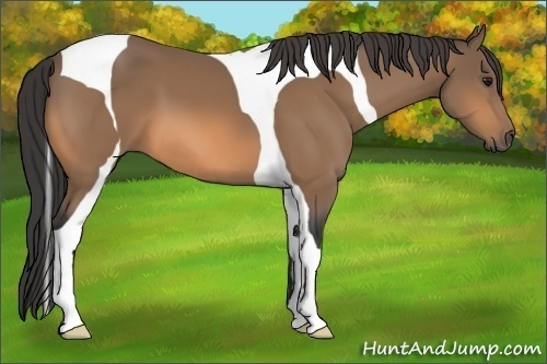Horse Color:Buckskin Tobiano