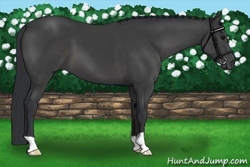 Horse Color:Black 