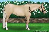 Horse Color:Silver Grullo Pearl 