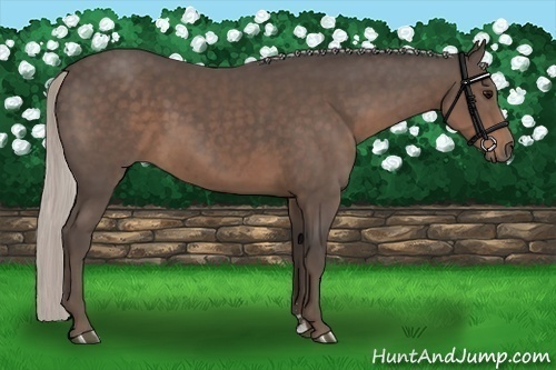 Horse Color:Silver Black Sabino 