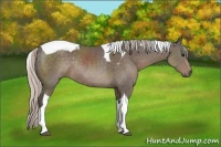 Horse Color:Silver Black Sabino Tobiano Rabicano