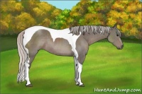 Horse Color:Silver Black Tobiano Rabicano 