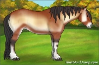 Horse Color:Bay Onyx 