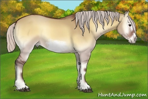 Horse Color:Silver Brown Onyx Sabino Frame Rabicano