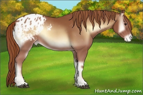 Horse Color:Red Onyx Appaloosa