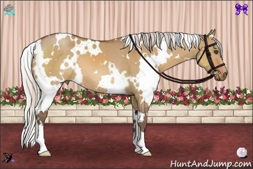 Horse Color:White Spotted Silver Bay Dun 