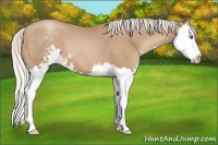 Horse Color:Silver Black Pearl Sabino Splash