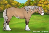 Horse Color:Silver Bay Dun Sabino