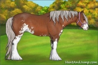 Horse Color:Silver Bay Sabino