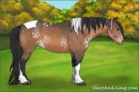 Horse Color:White Spotted Buckskin Tobiano 