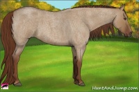 Horse Color:Red Dun Roan 