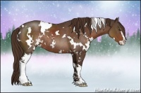 Horse Color:White Spotted Liver Chestnut Sabino Rabicano