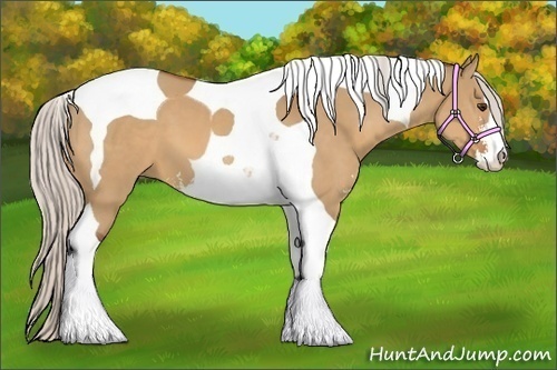 Horse Color:Silver Bay Dun Sabino Tobiano