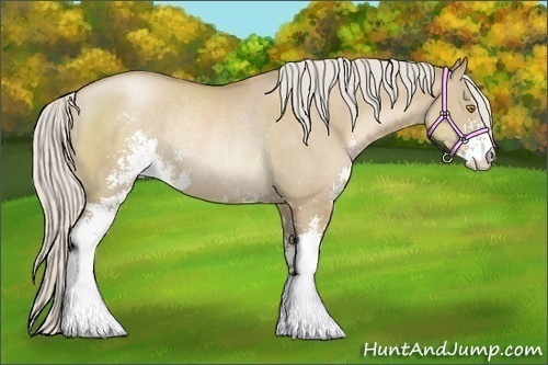 Horse Color:Silver Grullo Pearl Sabino Rabicano