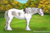 Horse Color:White Spotted Silver Black Tobiano 