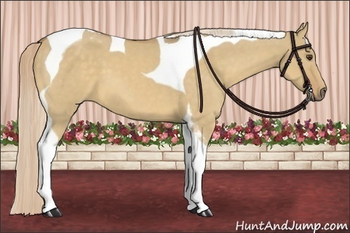 Horse Color:Palomino Dun Tobiano