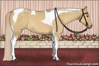 Horse Color:Palomino Dun Tobiano 