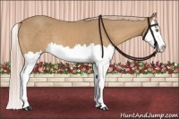 Horse Color:Palomino Splash