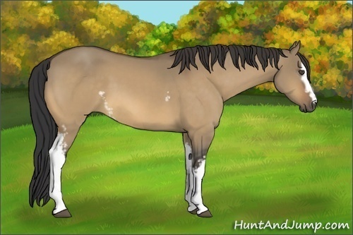 Horse Color:Unknown 