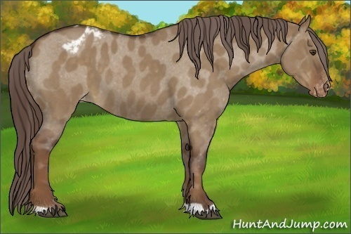 Horse Color:Liver Red Dun Roan Varnish 