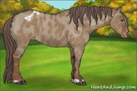 Horse Color:Liver Red Dun Roan Varnish 