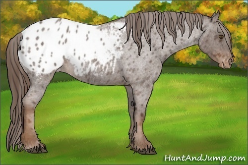 Horse Color:Liver Red Roan Appaloosa 