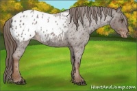 Horse Color:Liver Red Roan Appaloosa