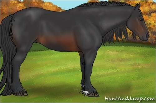 Horse Color:Brown 