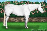 Horse Color:Chestnut Tobiano Appaloosa