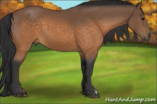 Horse Color:Buckskin 