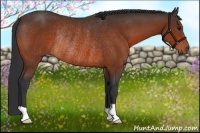 Horse Color:Bay Rabicano 