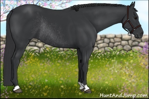 Horse Color:Black Rabicano 