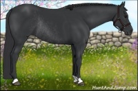 Horse Color:Black Rabicano