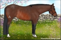 Horse Color:Bay Rabicano 