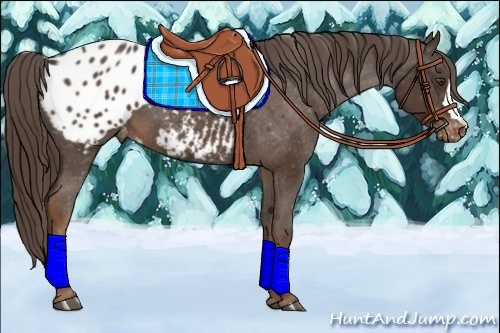 Horse Color:Liver Chestnut Appaloosa 