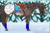 Horse Color:Liver Chestnut Blanket 