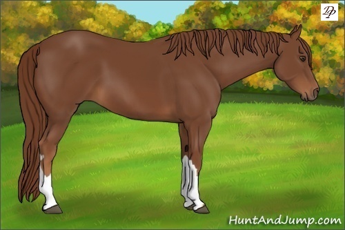 Horse Color:Chestnut 