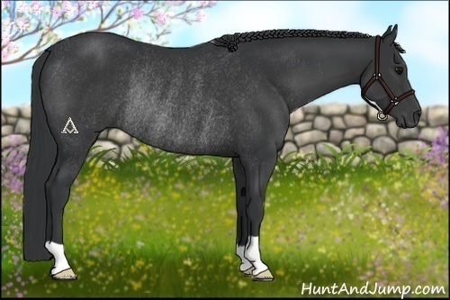 Horse Color:Black Rabicano 