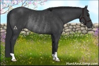 Horse Color:Black Rabicano