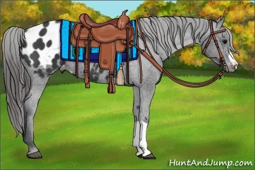 Horse Color:Black Appaloosa 