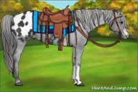 Horse Color:Black Appaloosa